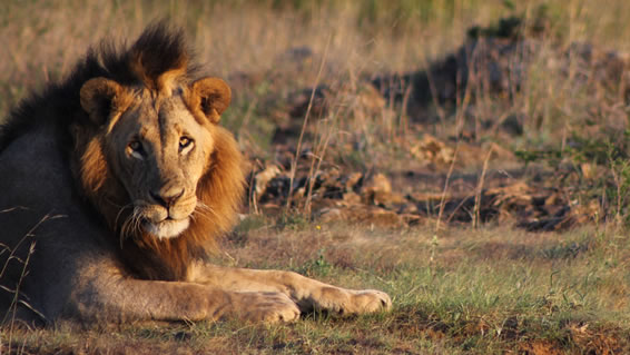 Nairobi National Park Lion